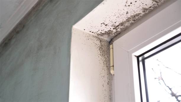 Best Best Mold Removal Companies  in Logan Elm Village, OH