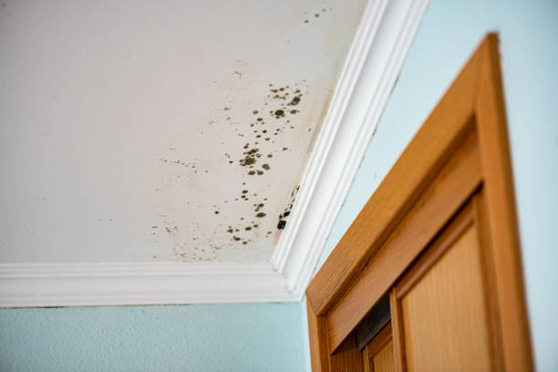 Best Attic Mold Removal  in Logan Elm Village, OH