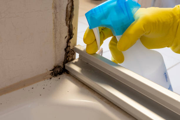 Best Affordable Mold Removal  in Logan Elm Village, OH