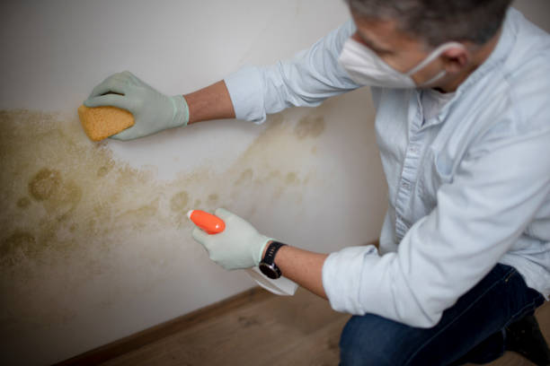 Best Residential Mold Removal  in Logan Elm Village, OH