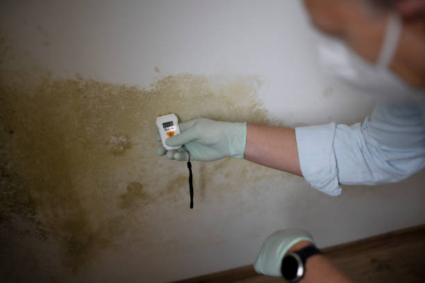 Professional Mold Removal in Logan Elm Village, OH