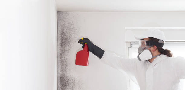 Mold Removal and Inspection in Logan Elm Village, OH