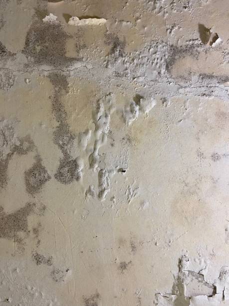 Best Commercial Mold Removal  in Logan Elm Village, OH