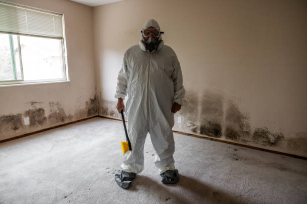 Best Mold Damage Repair  in Logan Elm Village, OH