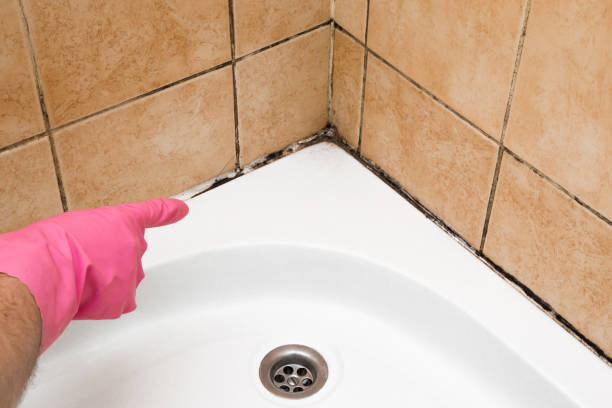 Home Mold Removal in Logan Elm Village, OH